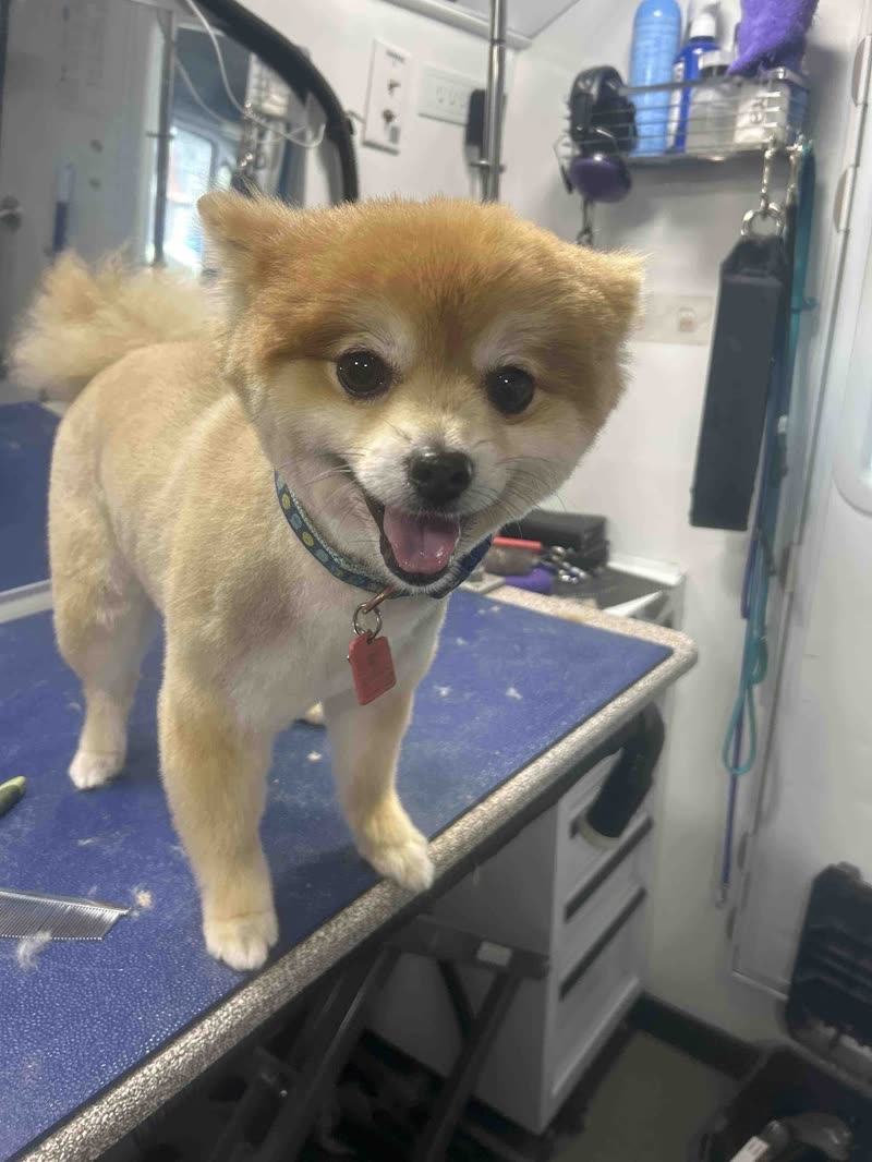 A freshly trimmed cream Pomeranian-type dog standing on the blue table with the van's grooming station behind