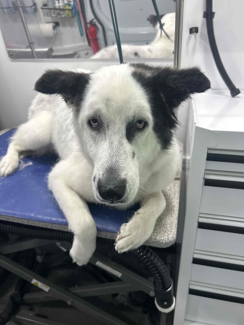 A dried, clean black-and-white dog lying on the blue grooming table inside the van