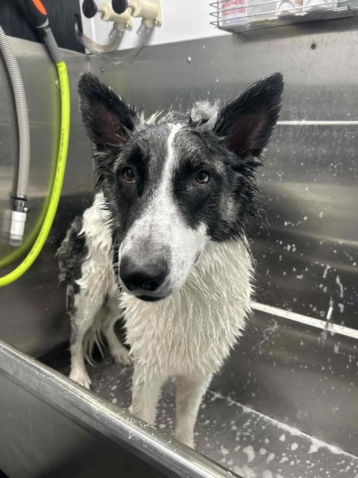 A wet black-and-white dog standing in the stainless tub of the grooming van with hose and shampoo suds
