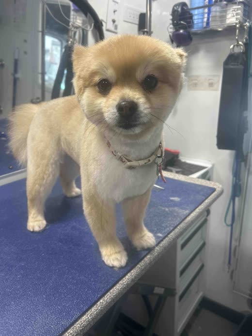 A cream Pomeranian-type dog with a fresh teddy-bear cut standing on the blue grooming table inside the van