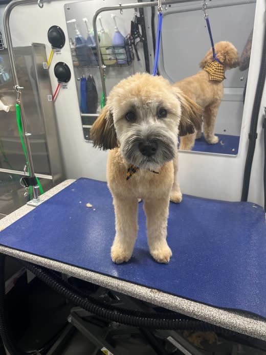 A freshly groomed tan wheaten-type dog standing on the blue grooming table inside the mobile van