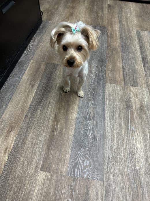 A small groomed Yorkie-type dog with a bow in its hair sitting on a grey floor